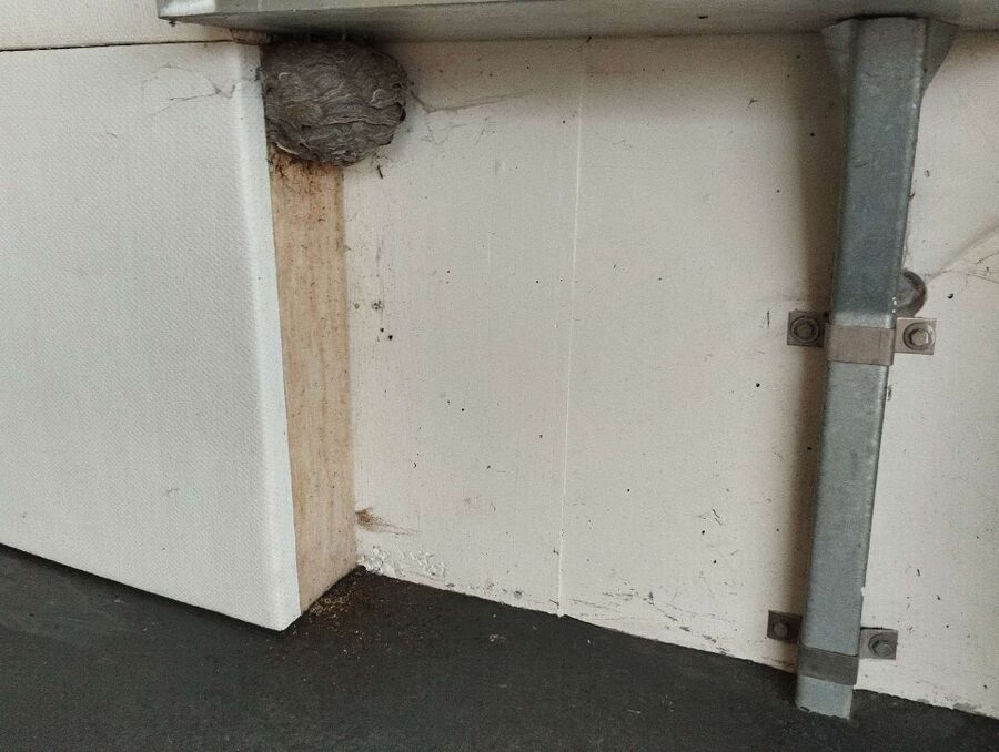 ruche abeille maison que faire