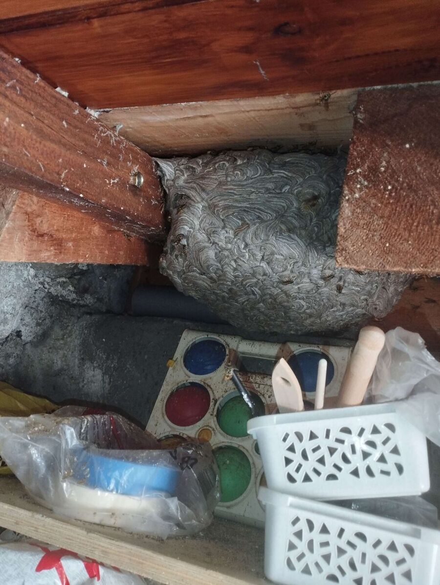 ruche abeille maison que faire