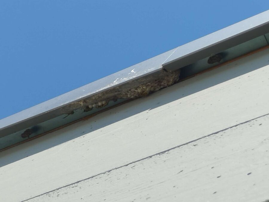 essaim d abeille enlevement