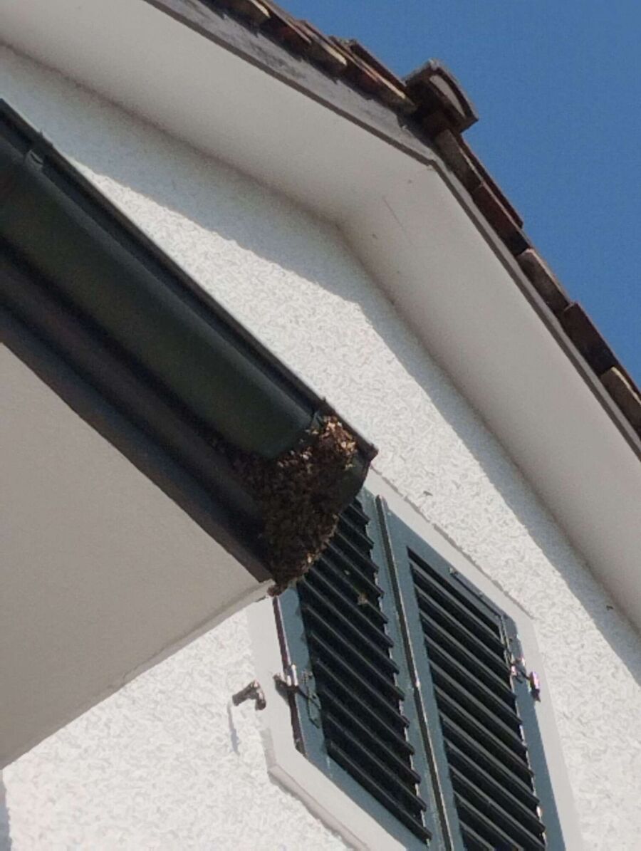 enlever un nid d abeille