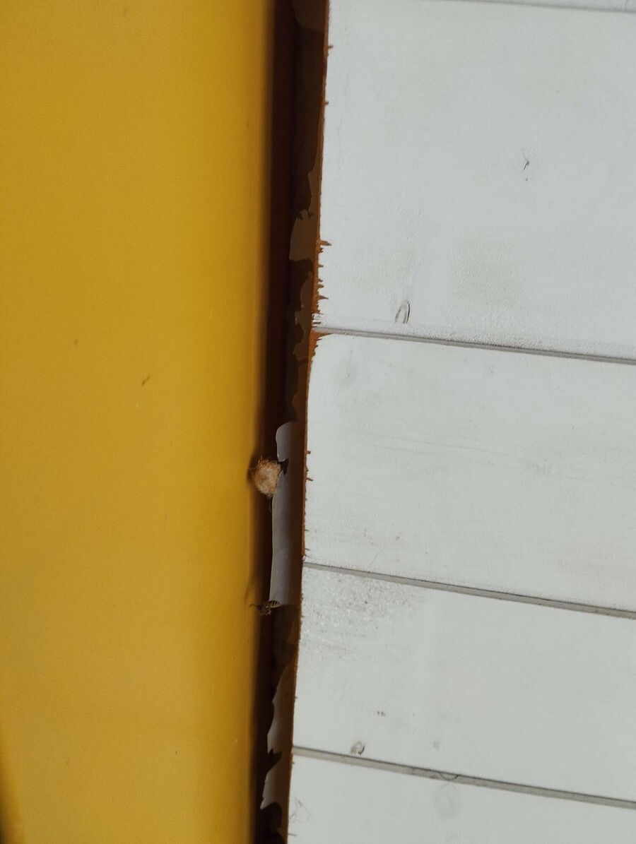 essaim d abeille enlevement