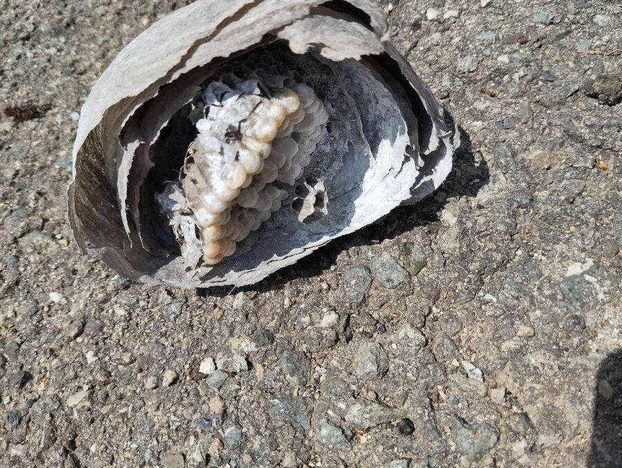 nid d abeille que faire