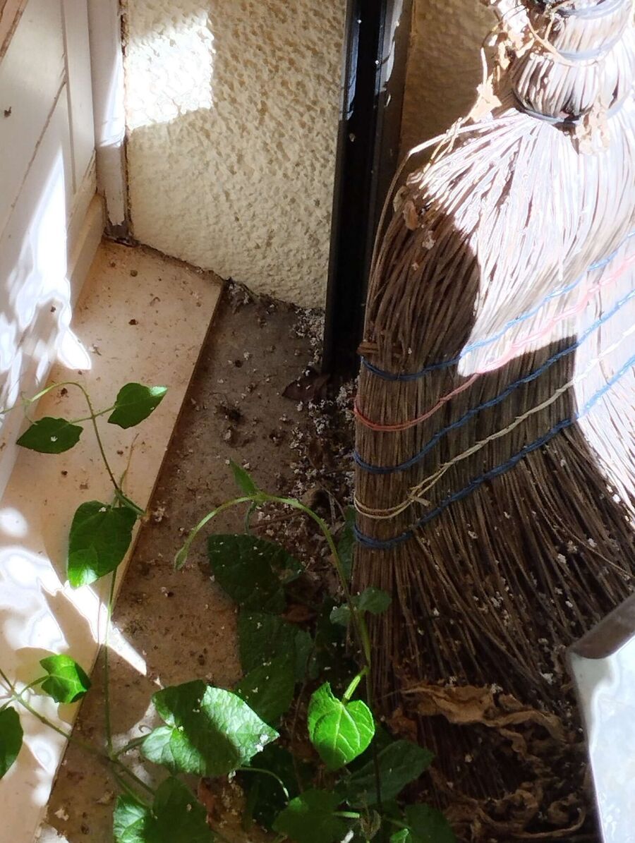 ruche abeille maison que faire