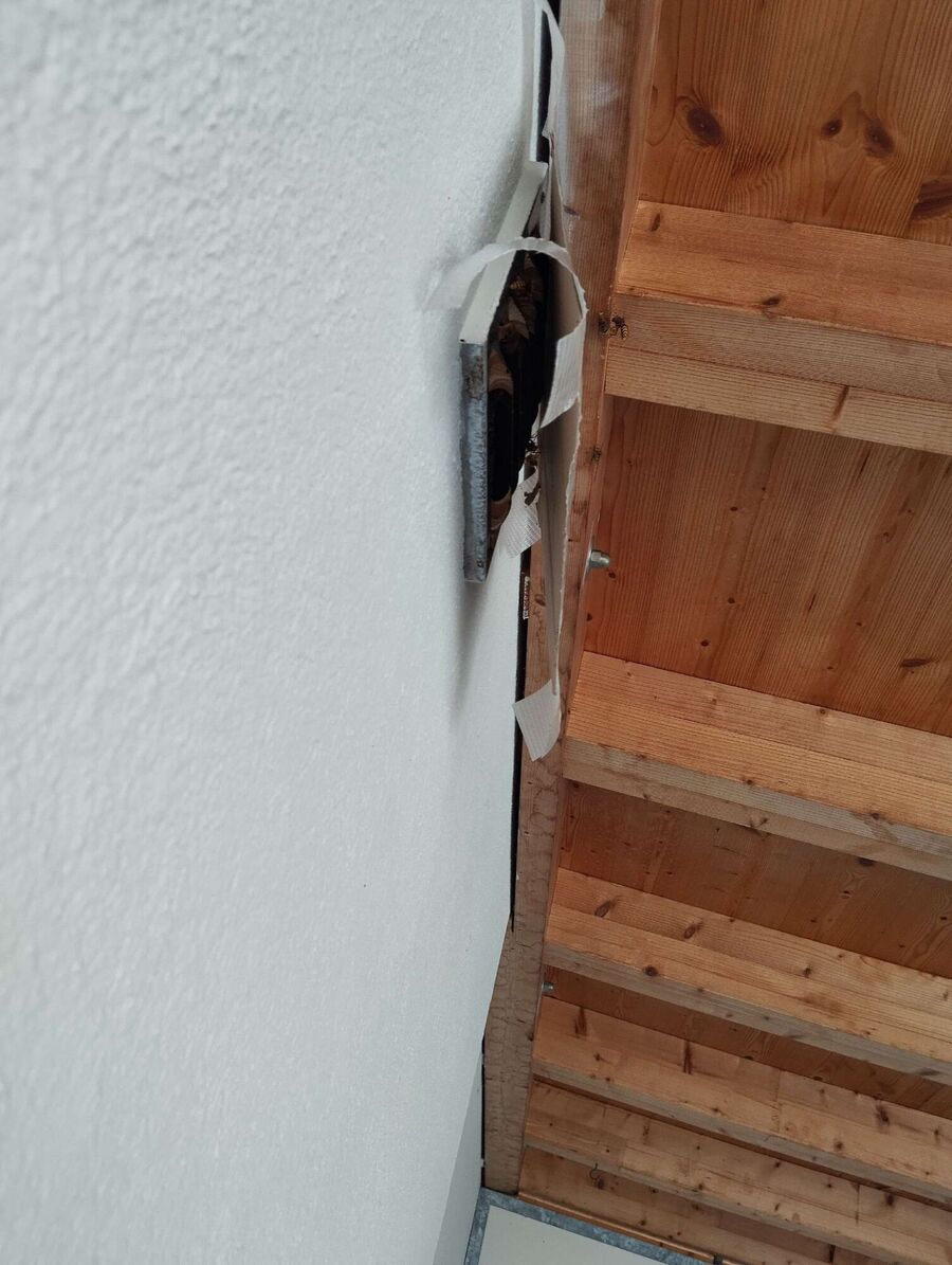 essaim d abeille enlevement