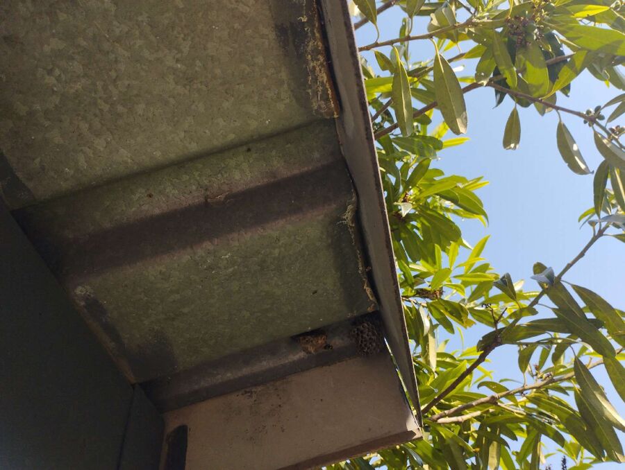 essaim d abeille enlevement