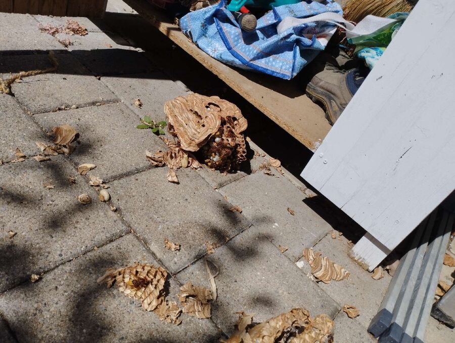 enlever un nid d abeille