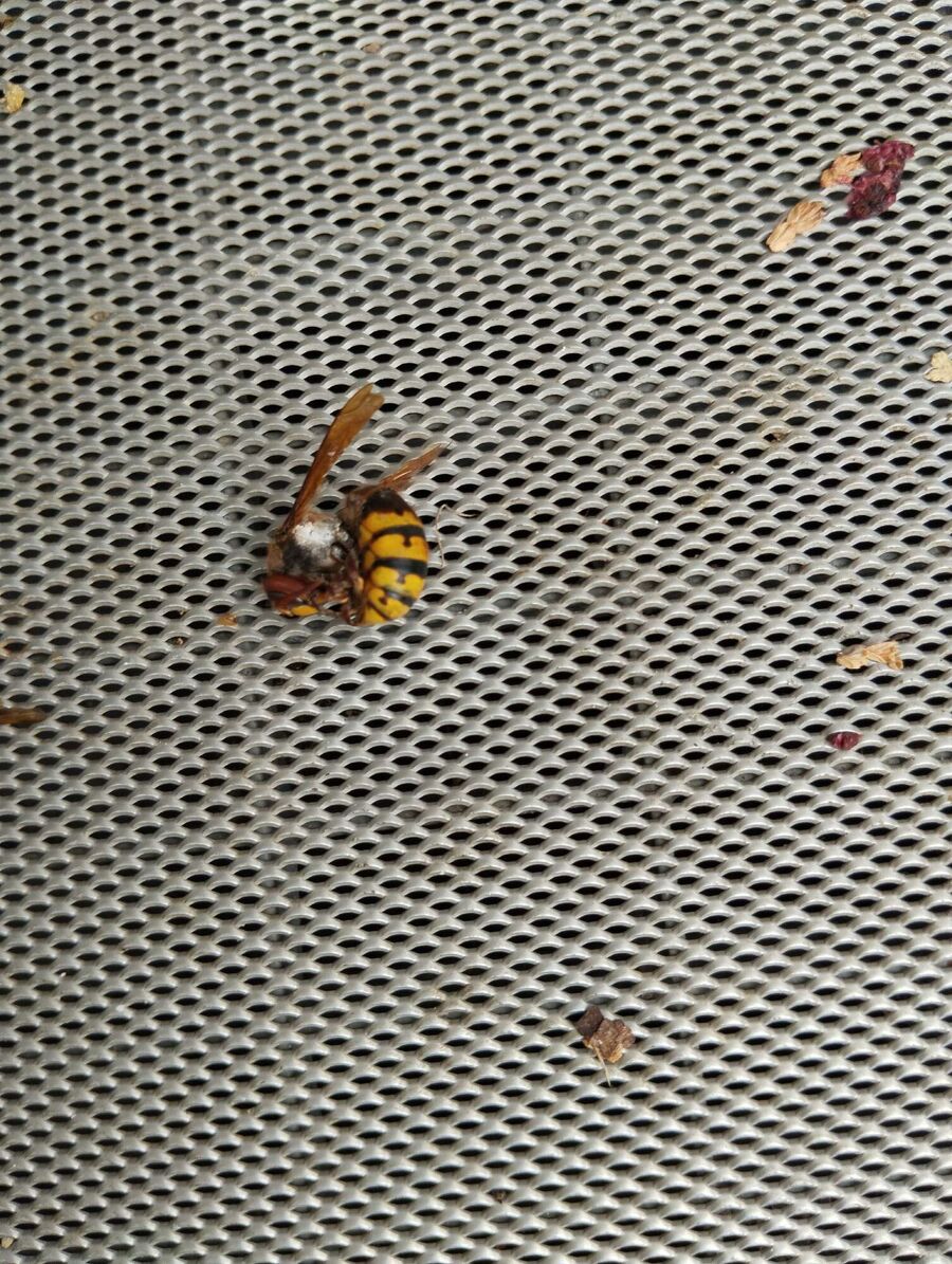 nid d abeille que faire