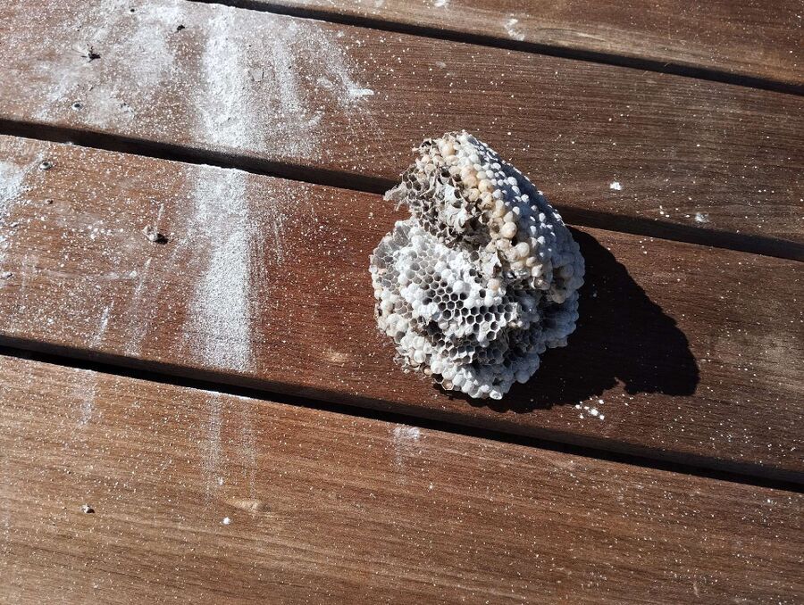 ruche abeille maison que faire