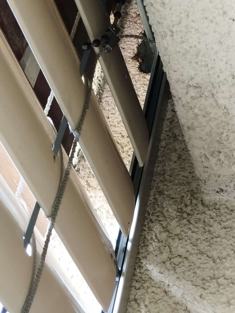 nid d abeille que faire