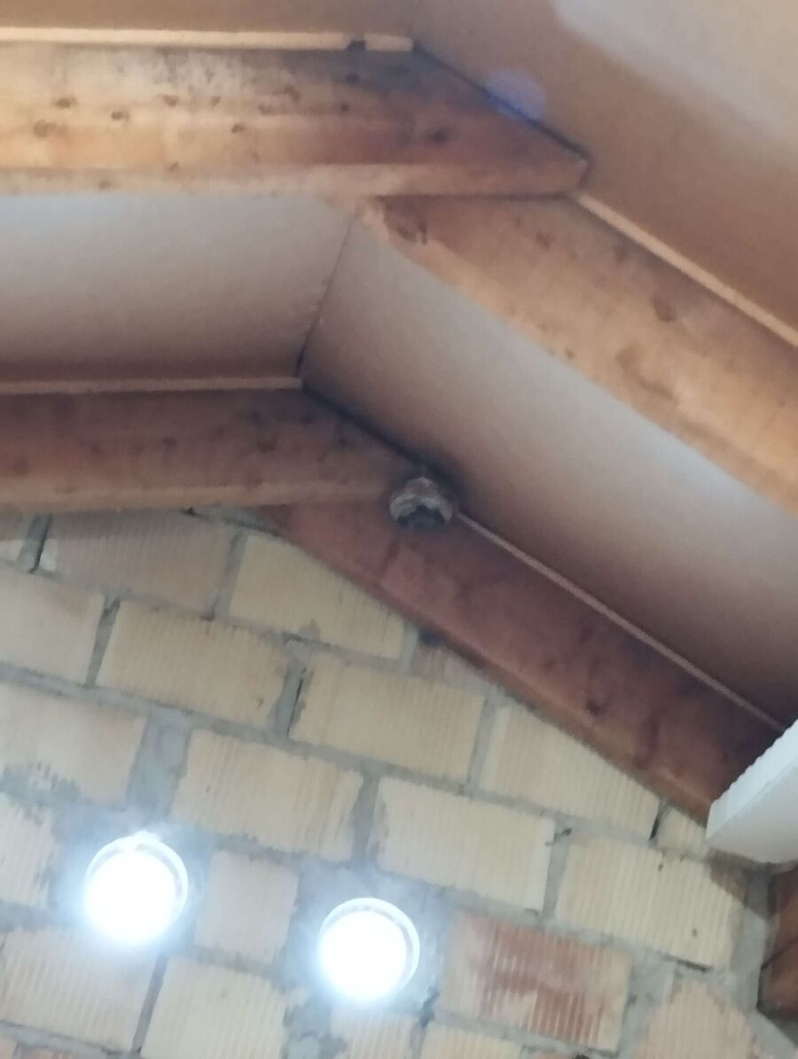 essaim d abeille enlevement