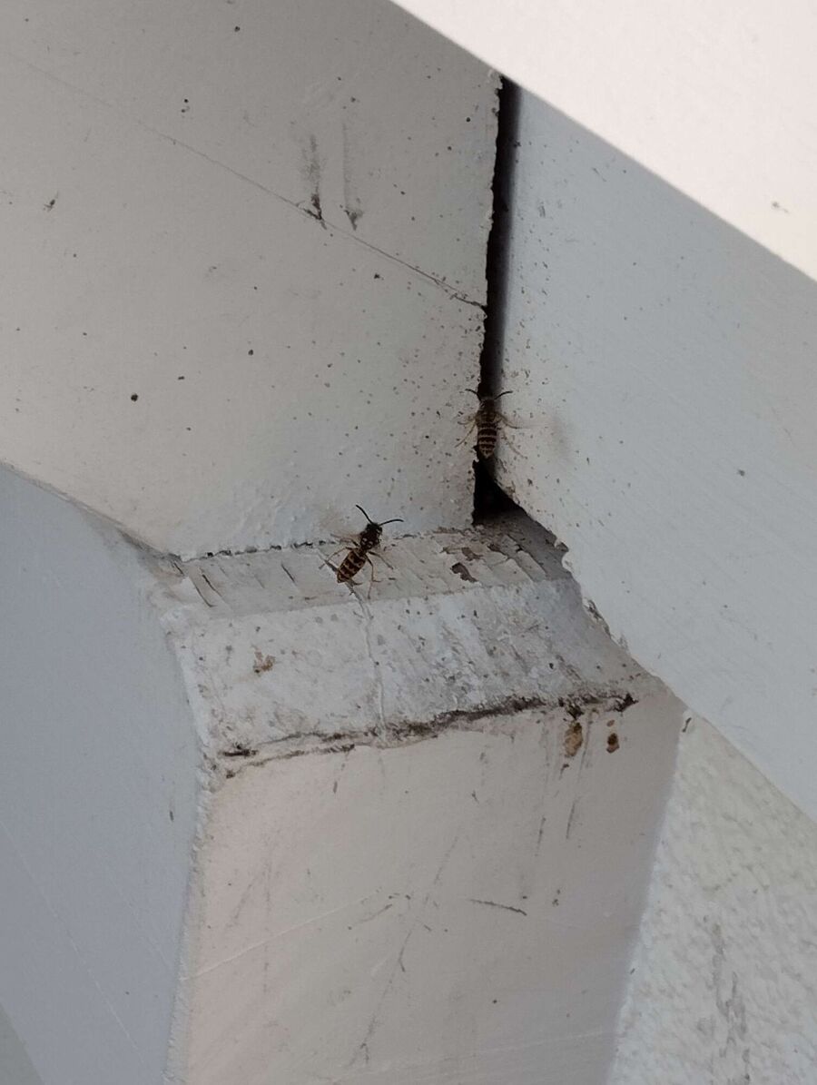 ruche abeille maison que faire