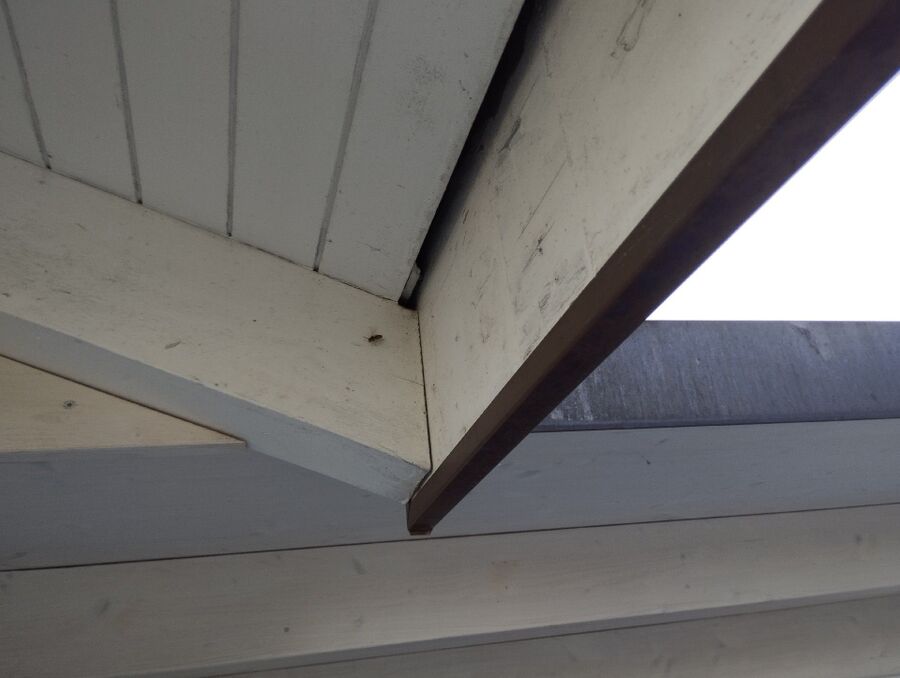 essaim d abeille enlevement