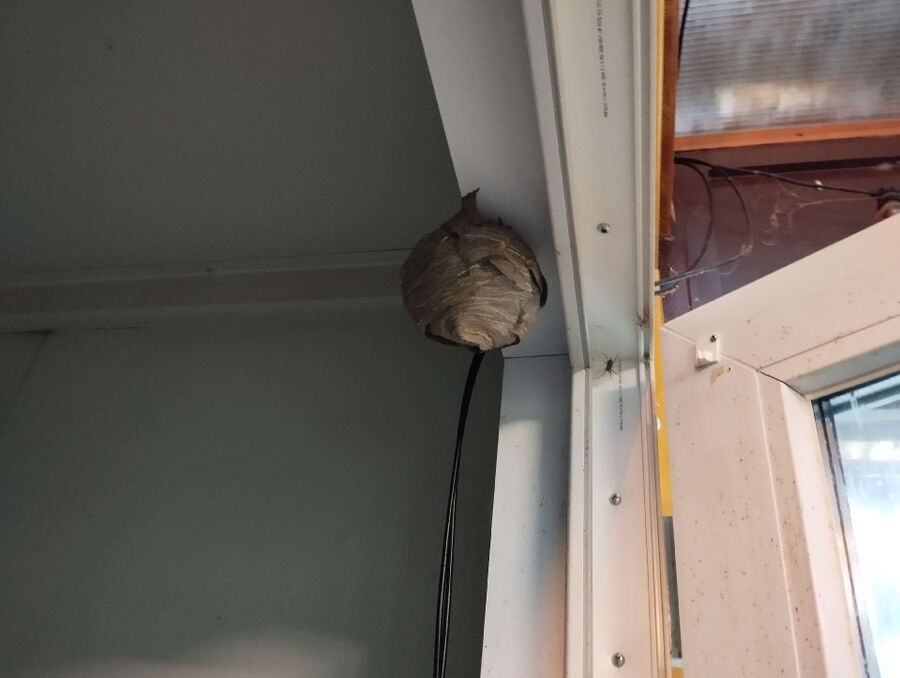 nid d abeille que faire