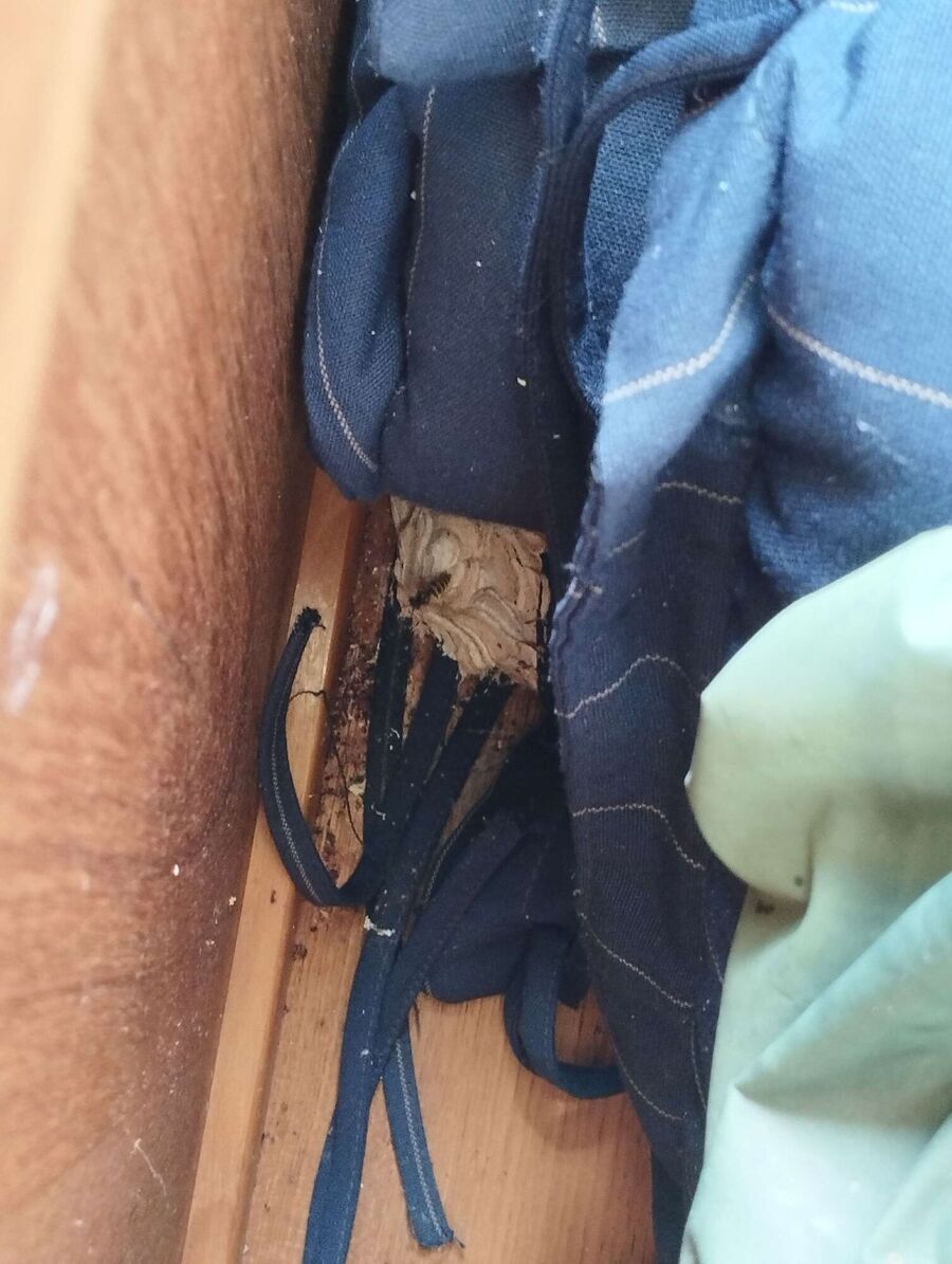 enlever un nid d abeille