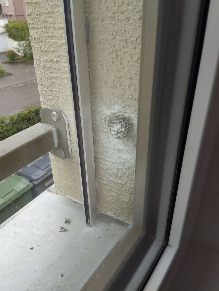 ruche abeille maison que faire