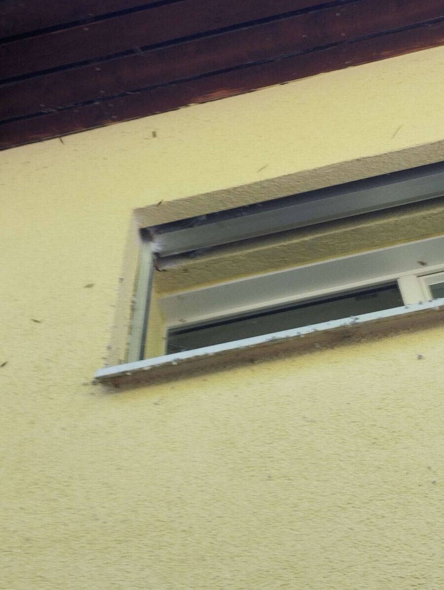 nid d abeille que faire