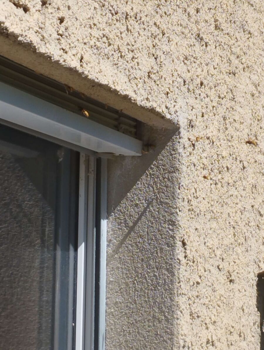 nid d abeille que faire