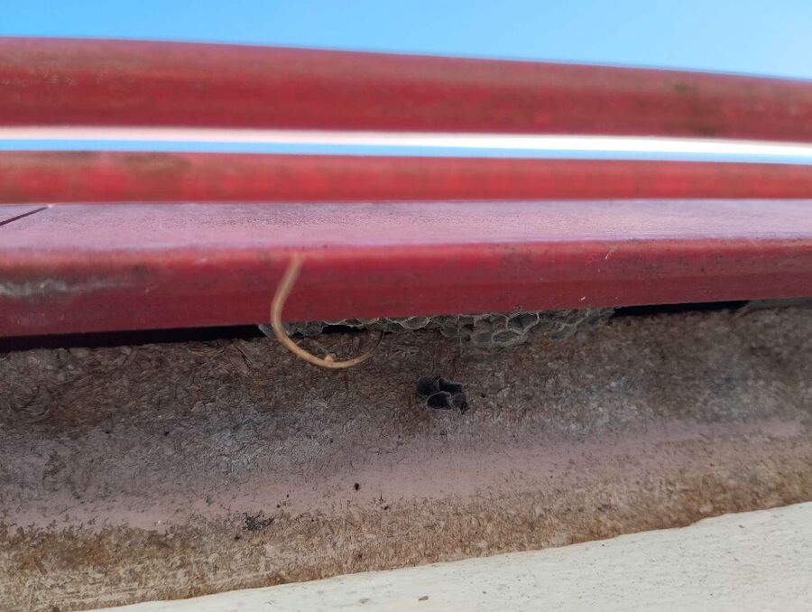 ruche abeille maison que faire