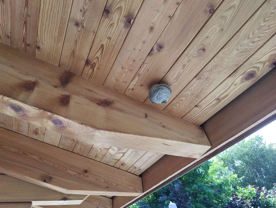 essaim d abeille enlevement