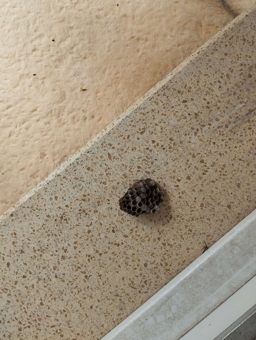 enlever un nid d abeille