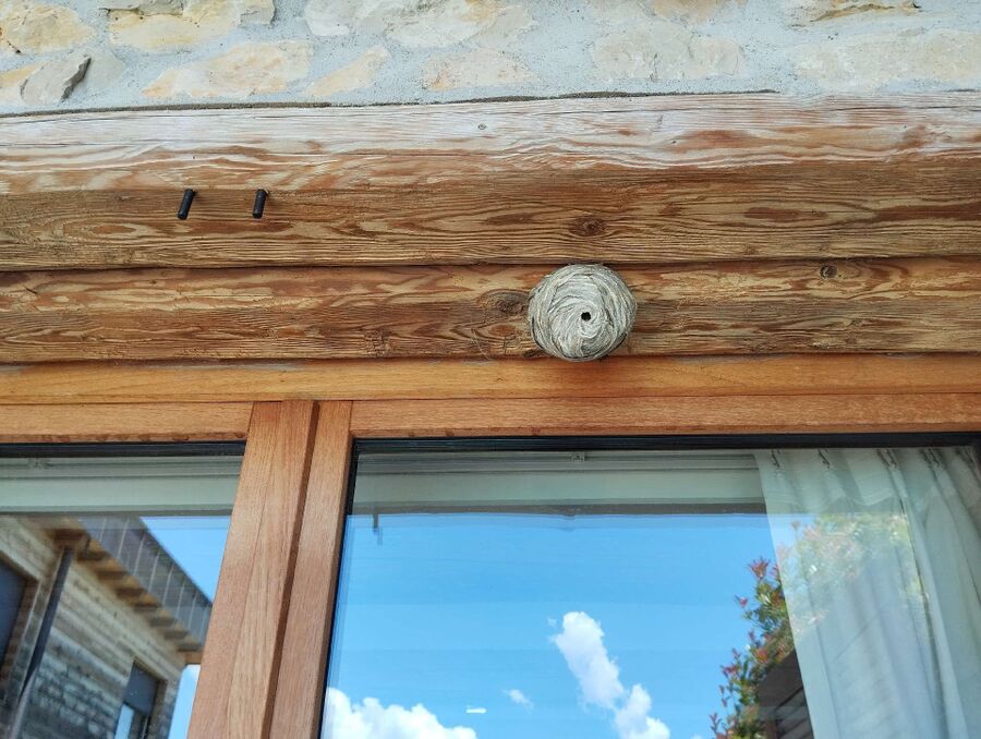 ruche abeille maison que faire