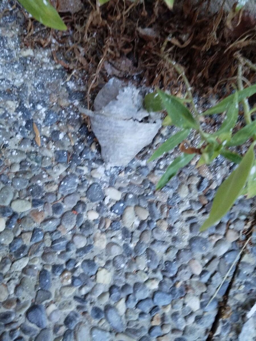 essaim d abeille enlevement