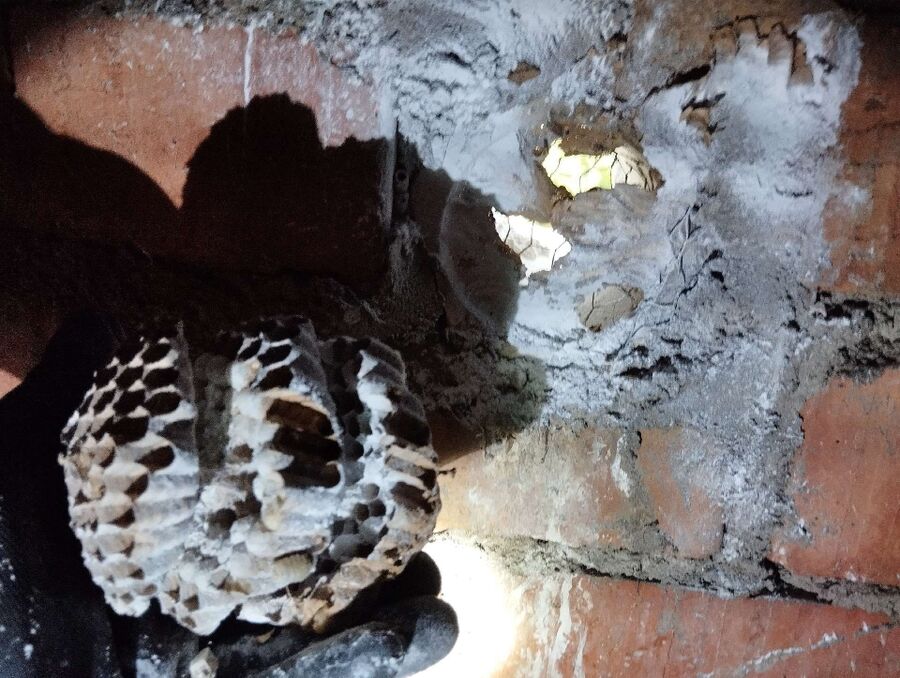 ruche abeille maison que faire