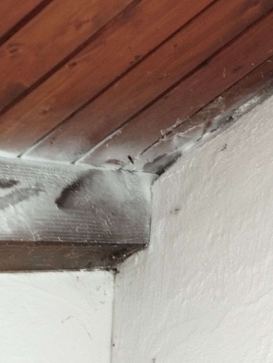 essaim d abeille enlevement