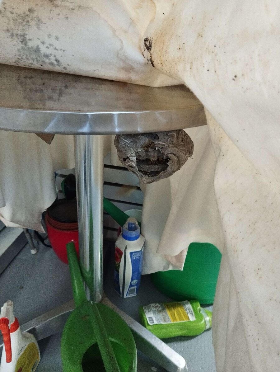 nid d abeille que faire