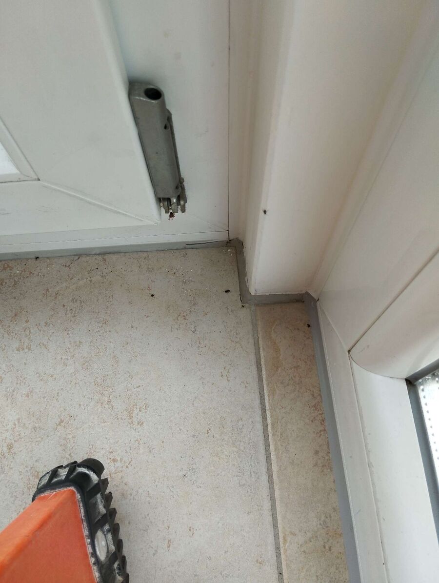 ruche abeille maison que faire