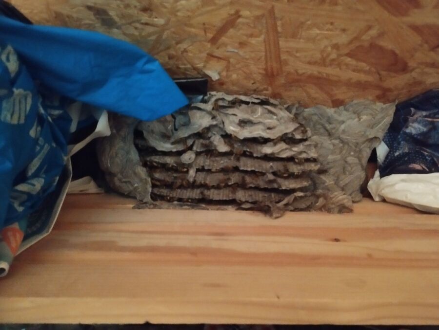 nid d abeille que faire