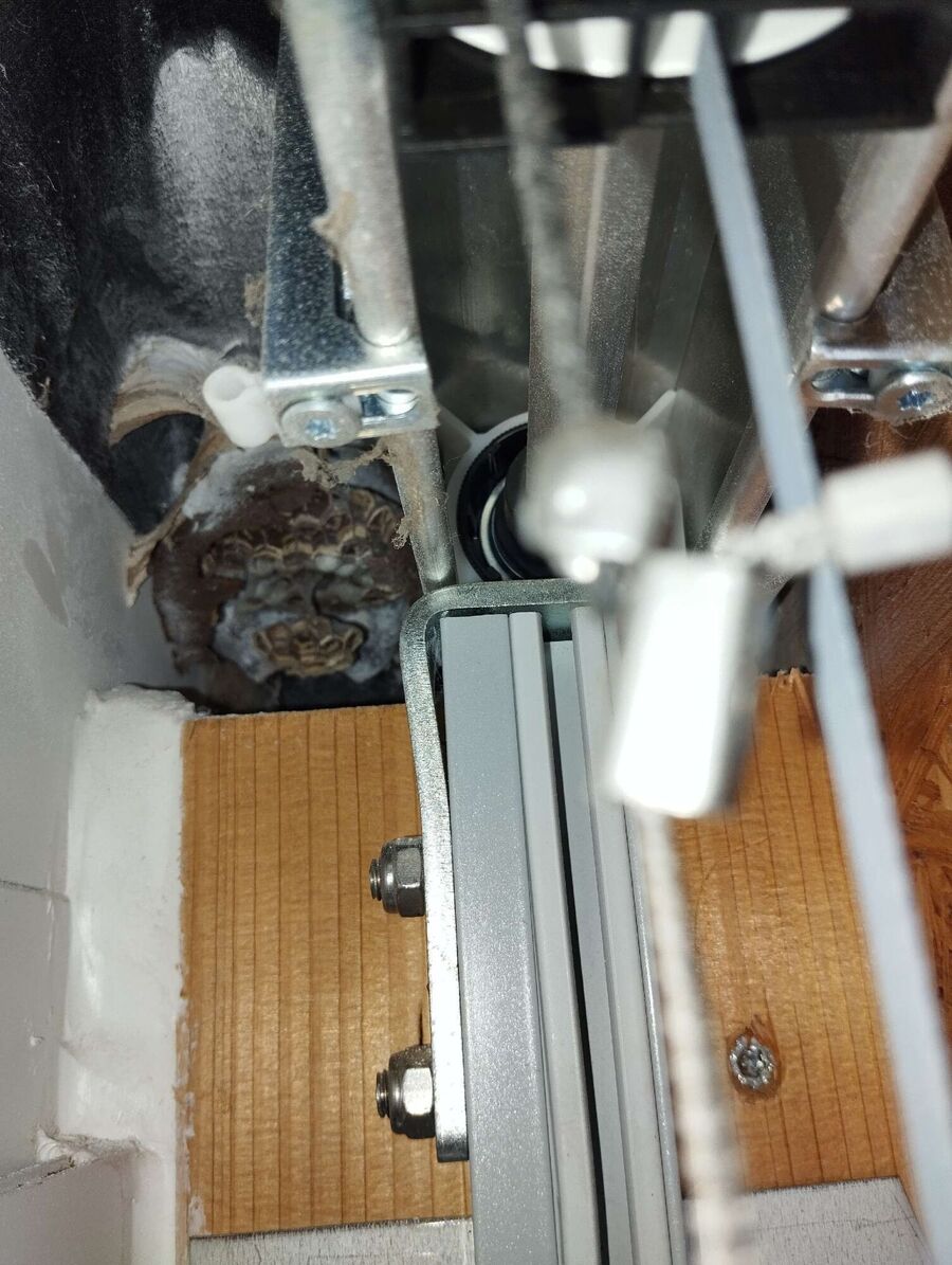 essaim d abeille enlevement