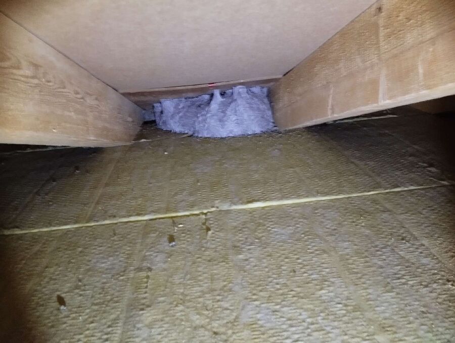 ruche abeille maison que faire