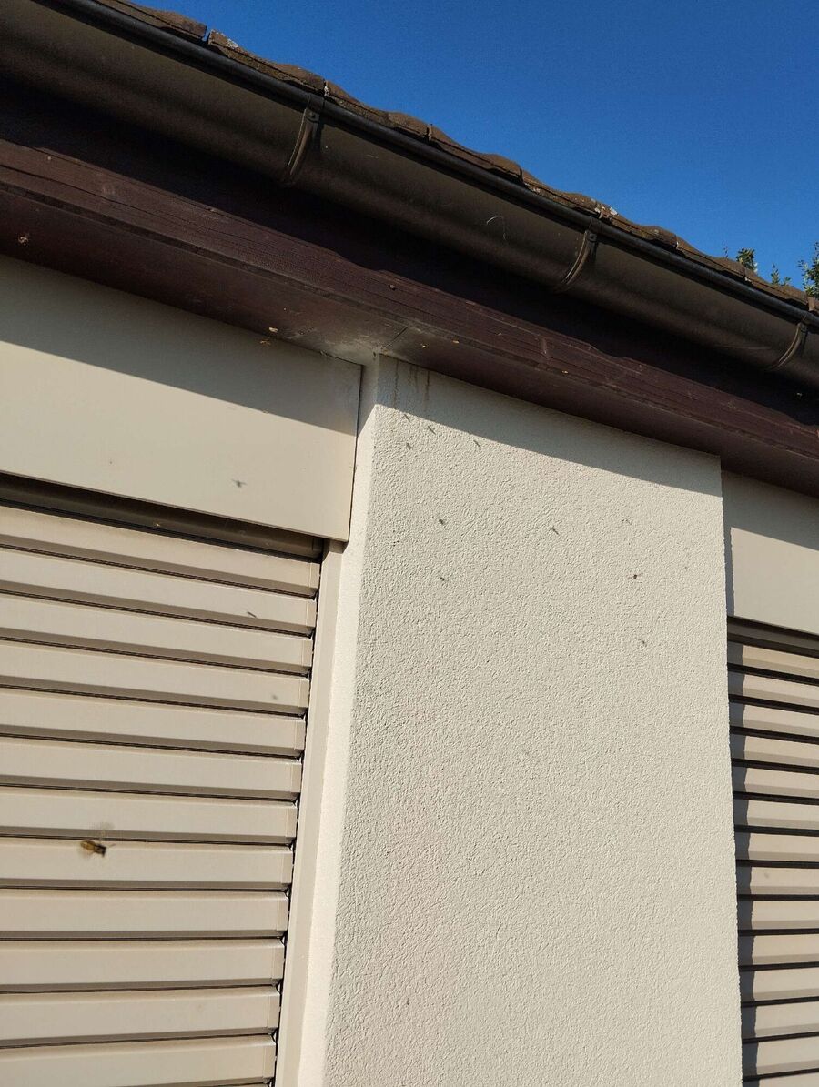 ruche abeille maison que faire