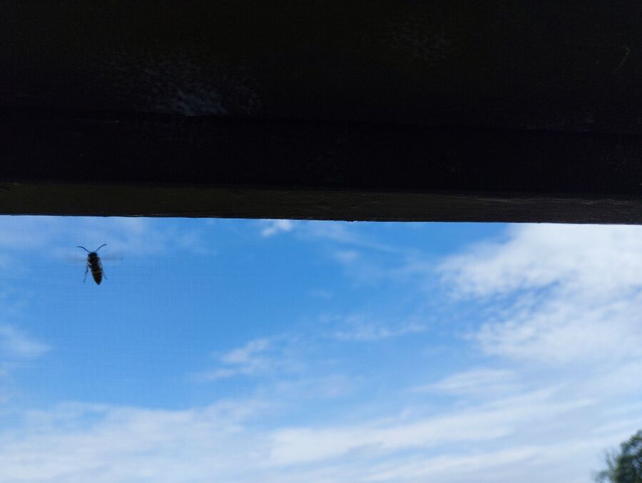 essaim d abeille enlevement