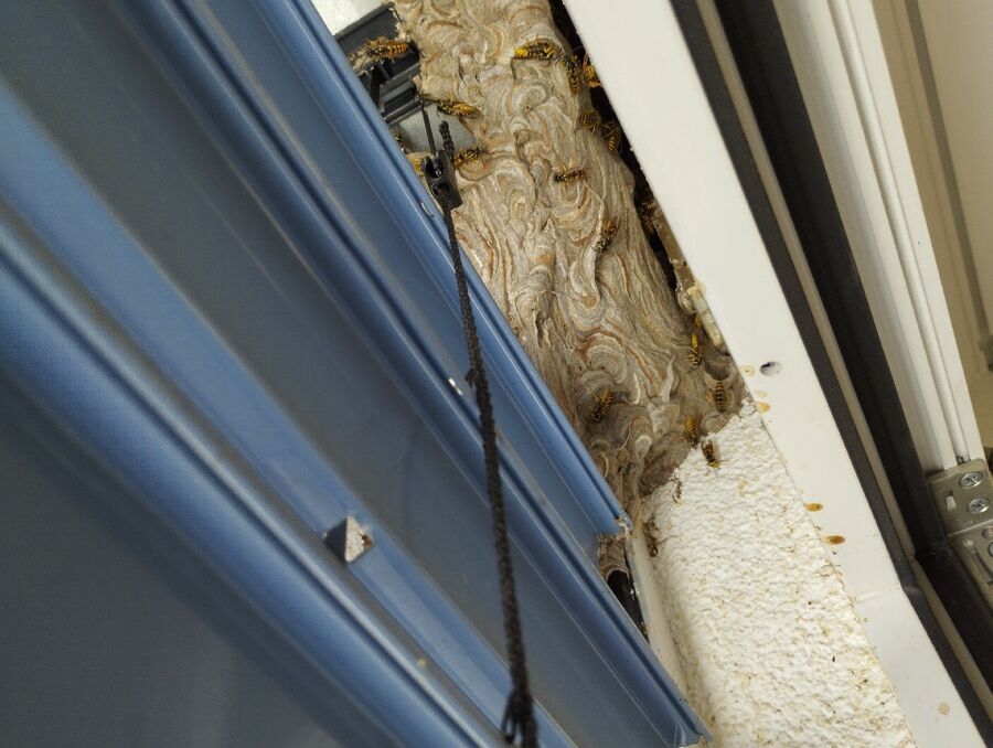 ruche abeille maison que faire