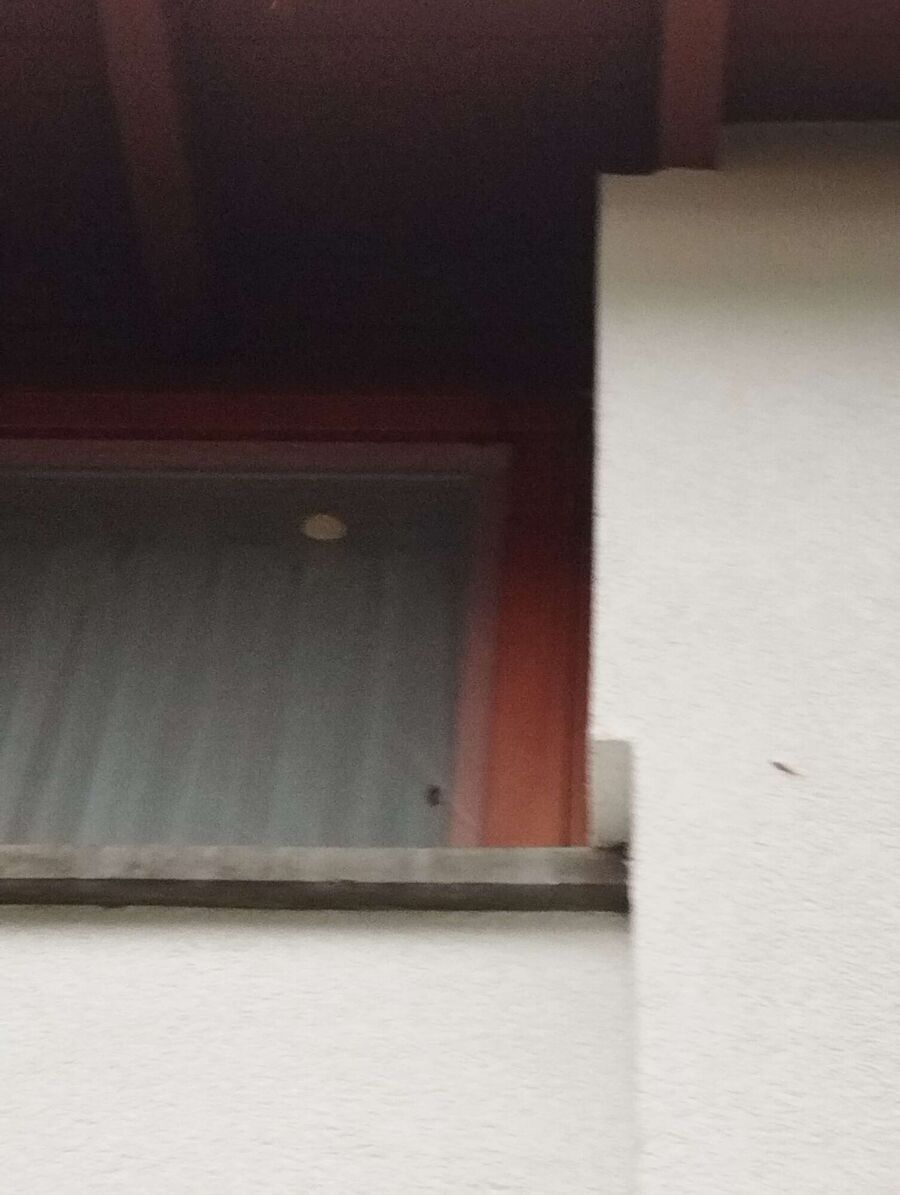 nid d abeille que faire