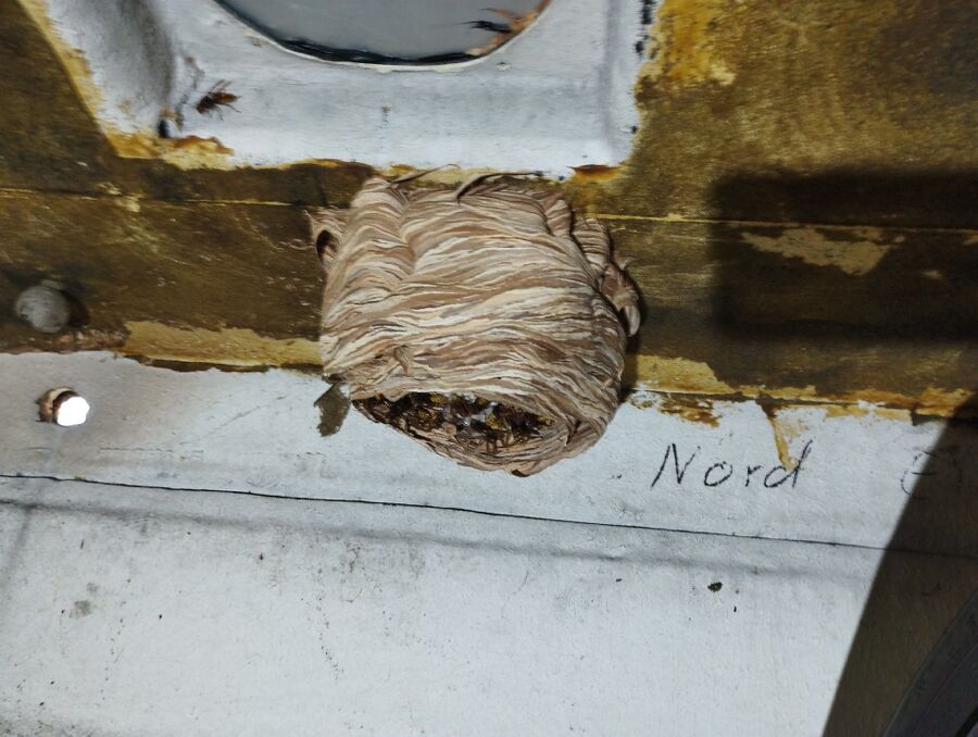 enlever un nid d abeille