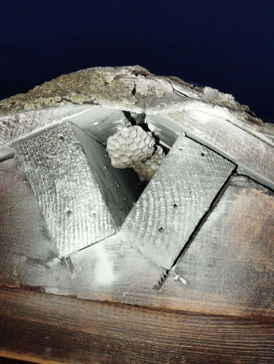 nid d abeille que faire