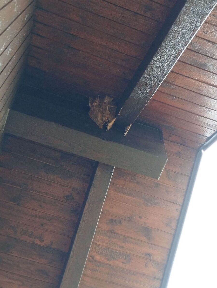 ruche abeille maison que faire