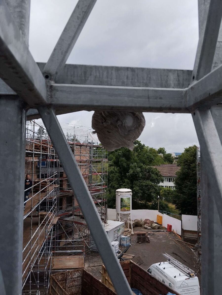 ruche abeille maison que faire