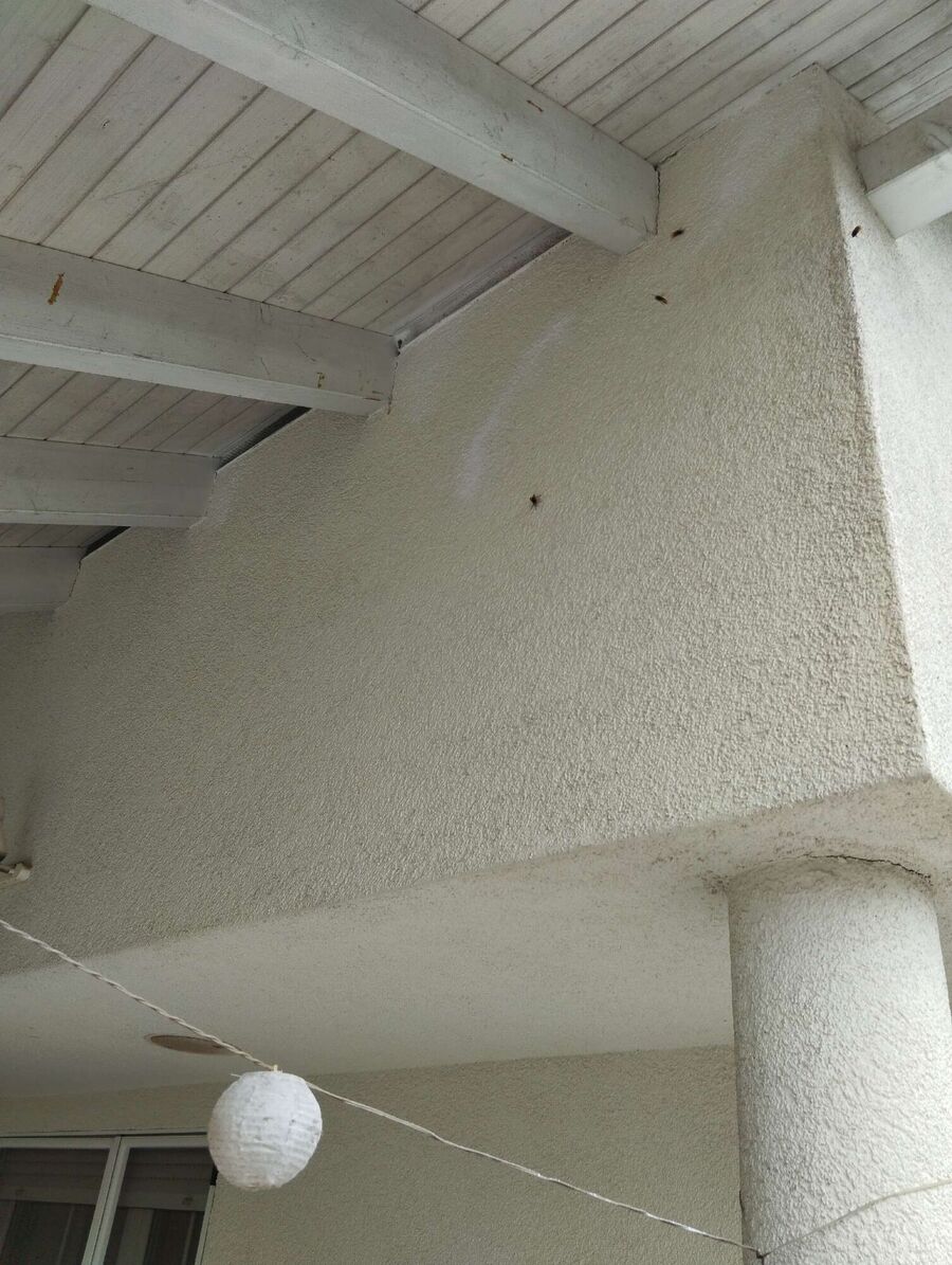 essaim d abeille enlevement