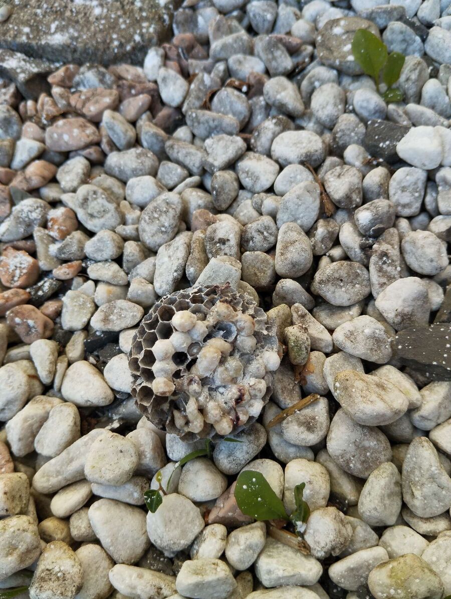 essaim d abeille enlevement