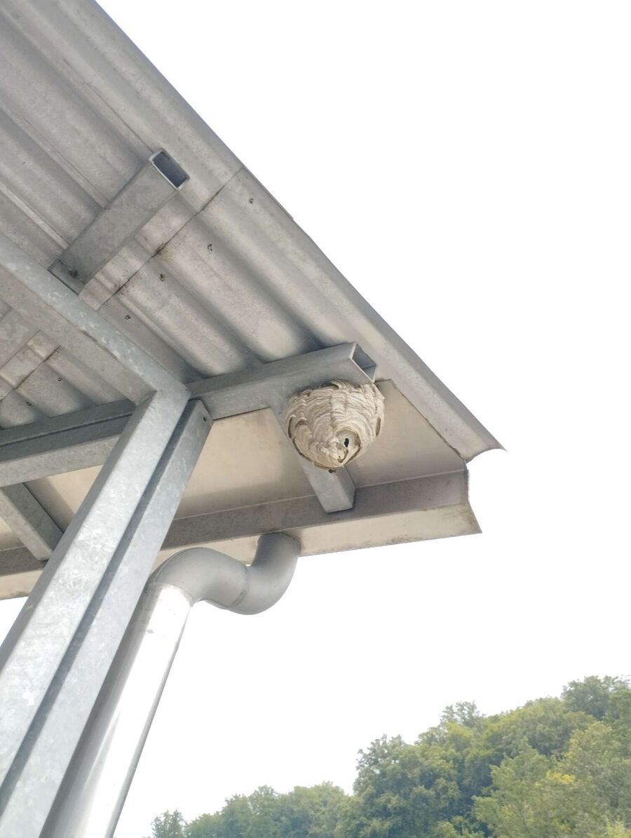 enlever un nid d abeille