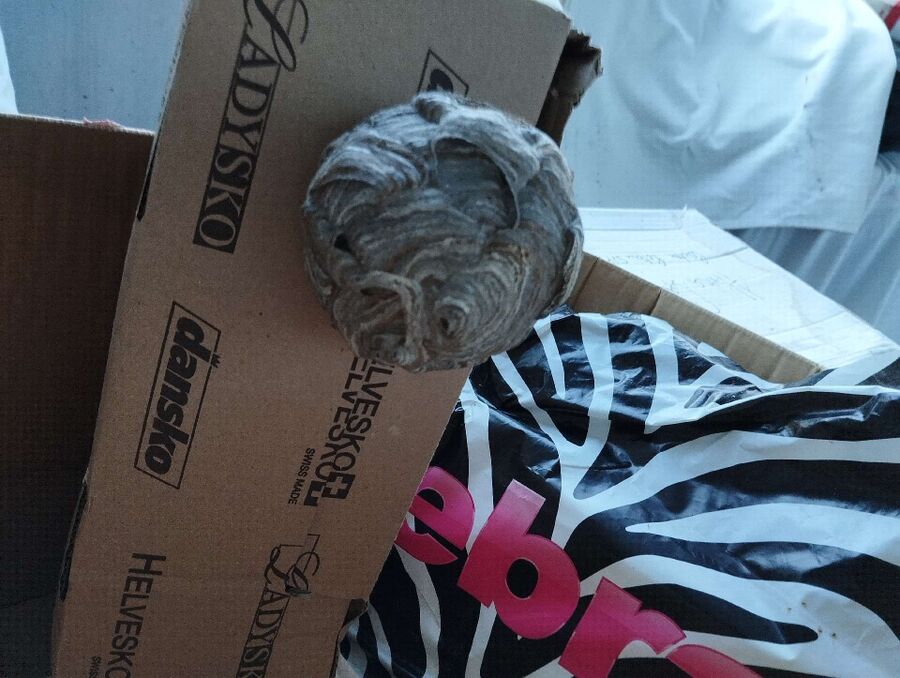 enlever un nid d abeille