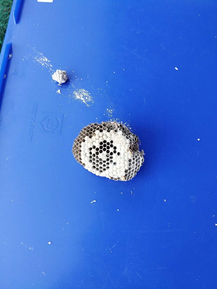 nid d abeille que faire