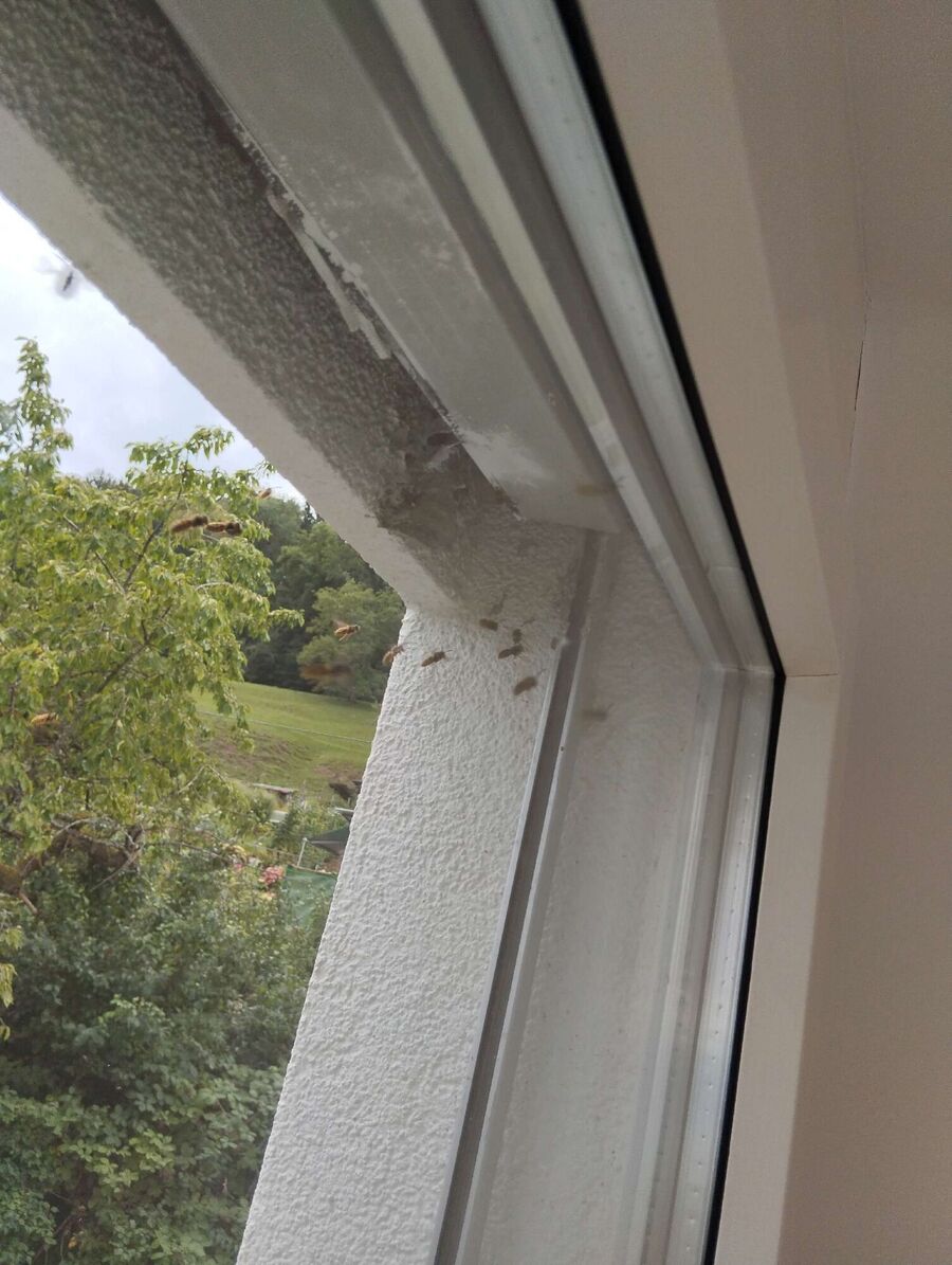 ruche abeille maison que faire