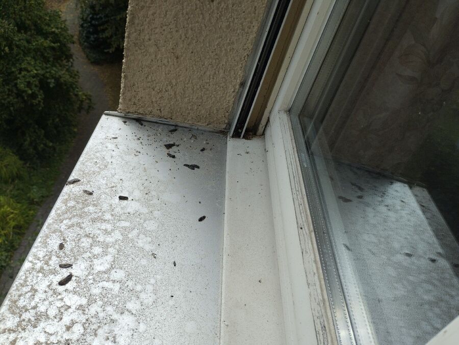 essaim d abeille enlevement