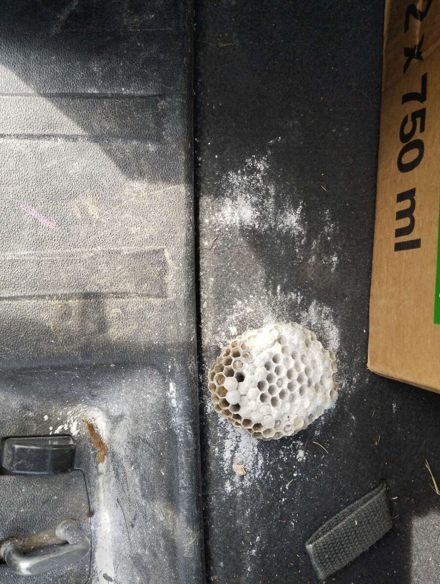 nid d abeille que faire