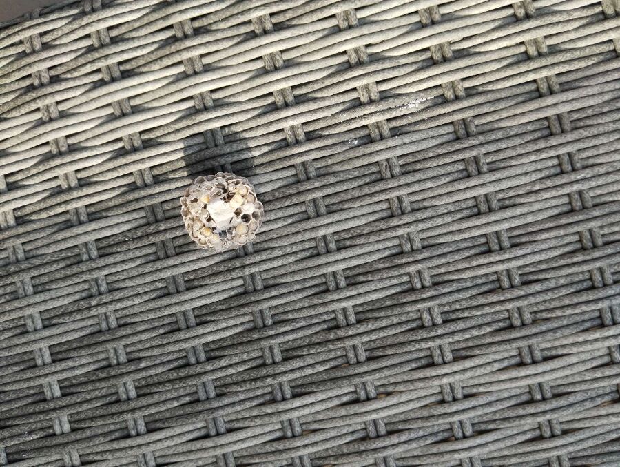 ruche abeille maison que faire